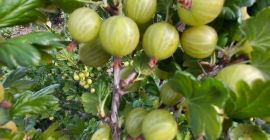 SELL DRIED FRUITS FRESH GOOSEBERRY, PRICE - INTERNATIONAL AGRICULTURAL EXCHANGE, Agro-Market24