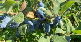 Wir beginnen mit der Ernte von Haskap-Beeren und bieten