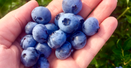 Fresh conventional blueberry. Harvesting from July to September. Available