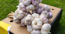 SELL FRESH VEGETABLES FRESH GARLIC, PRICE - AGRICULTURAL ADVERTISEMENTS, Agro-Market24
