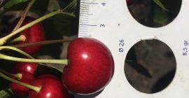 Ich verkaufe Kirschen im Kaliber 26+, Rep. Moldawien, Menge