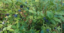 I will sell a delicious forest blueberry, price for