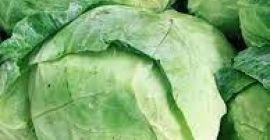 Manufacturer, We sell summer cabbage wholesale, starting with July