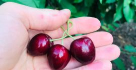 High quality cherries, 27+ caliber. Raised in a pure