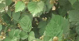 Organic blackberries of the best quality. Starting with 15