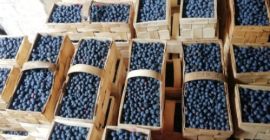 Hello. I am looking for wholesale buyers of blueberries