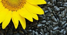 Sunflower for sale, delivery in big bags, year of