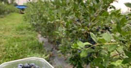 Vendo mirtilli freschi di qualità superiore. Delatii al telefono: