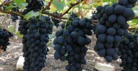 Hello everyone!
For the attention of interested persons: in the shortest time (over 2 months) the wine grapes will be ripened (country of origin Moldova). 
Who would like to buy or find out any details please leave a message at the email address: qocdbvyp@gmail.com or at no. by phone: 067163593.