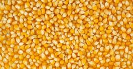 Тражимо кукуруз за храну за живину потребна нам је