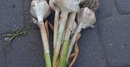 Ich verkaufe große Mengen Knoblauch