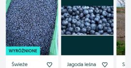 Handgepflückte Waldbeere