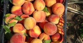 Dal 20 luglio sono in pronta consegna