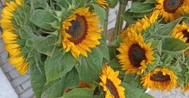 Decorative sunflower, professional variety.