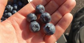 I will sell American blueberry, early variety, duke, price