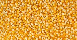 We offer dry maize for sale, harvested in 2021.