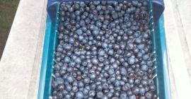 I will sell a forest blueberry in the vicinity