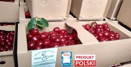Polish cherries. The best quality & big size. Manual