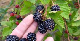 Mure bio, так Thornfree Mure bio, так Thornfree