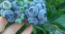 Voi vinde fructe de afine din propria mea plantație.