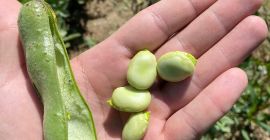 Hello, I am selling broad beans straight from the