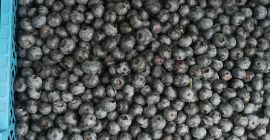 Mirtillo in vendita Duke, Bluecrop. Possibilità di confezionare in