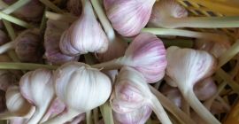 Hello. I will sell harnaś variety of garlic in