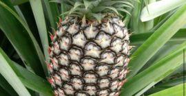 Самый сладкий ананас и лучший в мире. Мы экспортируем