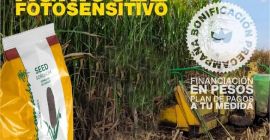Sămânță de sorg Silero agri002E pentru plantarea producătorului de