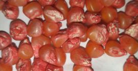 Seminte de porumb pentru plantarea agricomseeds distribuitor companie in