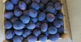 Експорт екстра качество +38165 3875 233 Viber,Whatsapp