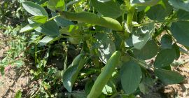 Hello, I am selling broad beans in Strąki, not