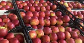 Das Unternehmen Fruit TF, das sich mit dem Export