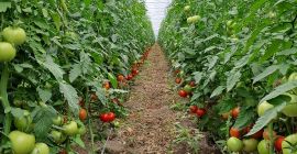 Продам вкусные и товарные помидоры.