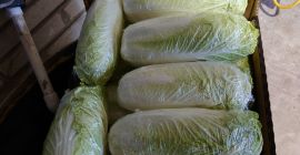 Hello. I will sell Chinese cabbage. Caliber 0.4-1.6. Price