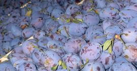 PRUNE de vanzare! Calibru bun Din Moldova, cantitate mare,