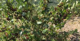 Aroniabeeren aus biologischem Anbau, frisch und/oder getrocknet.