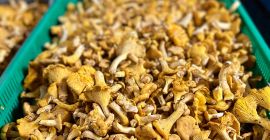 KURKI fresh mushrooms for sale