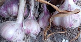 Аркус Бели лук на продају. Цалибратед. Савршено за садњу.