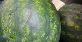 I am selling Sorrento watermelons wholesale, dark green color