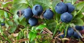 Purchase of uncleaned blueberries. Ladek Zdrój, Stronie Śląskie. Possible