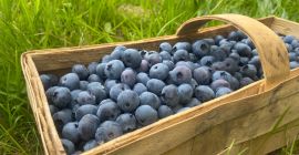 Voi vinde afine dintr-o plantație de familie. Fructe organice