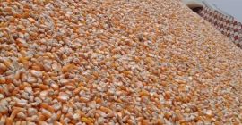 Maize available 1500 Tons. Excellent Quality 1st, 2nd grades
