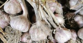 Harnas garlic for sale. Healthy, not cracked, beautiful purple