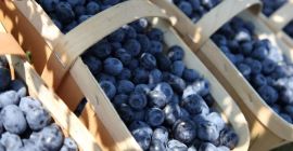 Hello, I offer the sale of American blueberries harvested