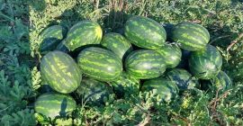 The watermelons are located in the town of Harmanli.