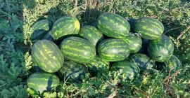 Die Wassermelonen befinden sich in der Stadt Harmanli. Sie