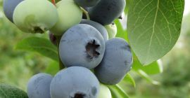 fresh blueberry fruit