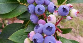 Ich verkaufe Bio-Heidelbeeren aus meiner eigenen Plantage, mindestens 1