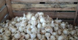 Семена от лилав чесън Pedroñeras. WhatsApp за повече информация